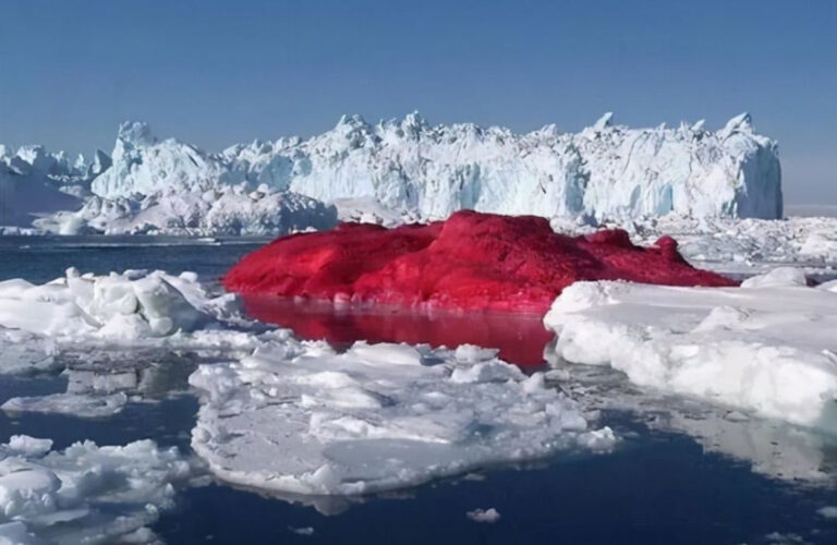 Alerta por aparición de nieve rosada en la Antártida